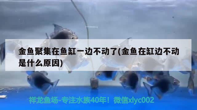 金魚聚集在魚缸一邊不動了(金魚在缸邊不動是什么原因) 圖騰金龍魚