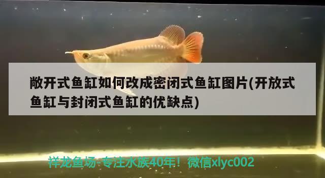 敞開式魚缸如何改成密閉式魚缸圖片(開放式魚缸與封閉式魚缸的優(yōu)缺點(diǎn))