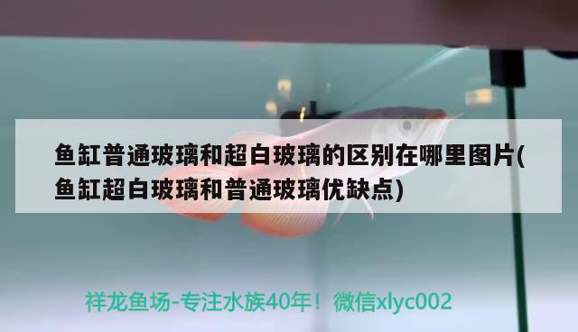 魚(yú)缸普通玻璃和超白玻璃的區(qū)別在哪里圖片(魚(yú)缸超白玻璃和普通玻璃優(yōu)缺點(diǎn))