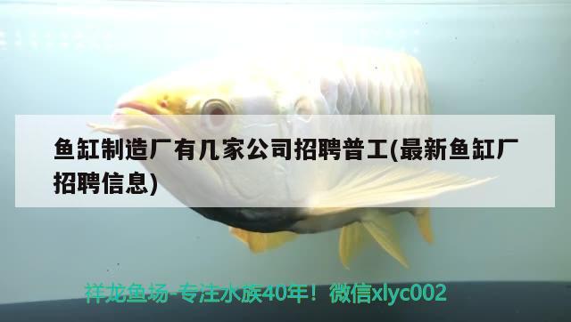 魚缸制造廠有幾家公司招聘普工(最新魚缸廠招聘信息) 埃及神仙魚