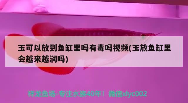 玉可以放到魚缸里嗎有毒嗎視頻(玉放魚缸里會越來越潤嗎) 金龍魚百科