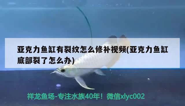 亞克力魚缸有裂紋怎么修補視頻(亞克力魚缸底部裂了怎么辦) 檸檬鯽