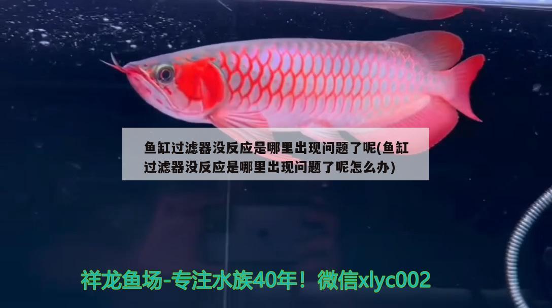 魚缸過濾器沒反應(yīng)是哪里出現(xiàn)問題了呢(魚缸過濾器沒反應(yīng)是哪里出現(xiàn)問題了呢怎么辦)