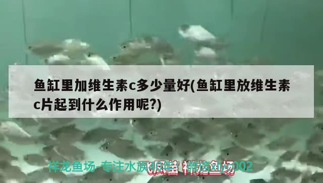 魚缸里加維生素c多少量好(魚缸里放維生素c片起到什么作用呢?)