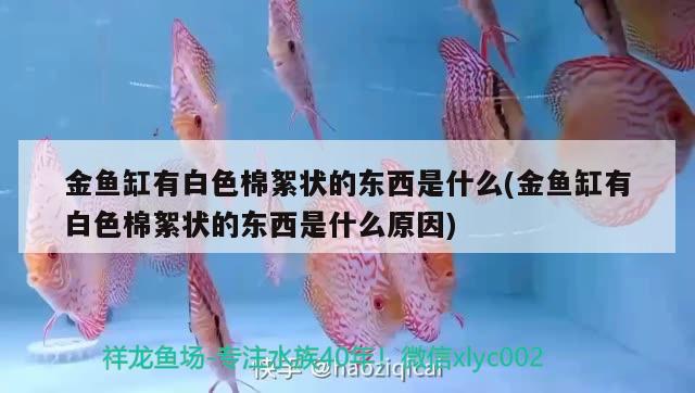 金魚缸有白色棉絮狀的東西是什么(金魚缸有白色棉絮狀的東西是什么原因) 魟魚百科