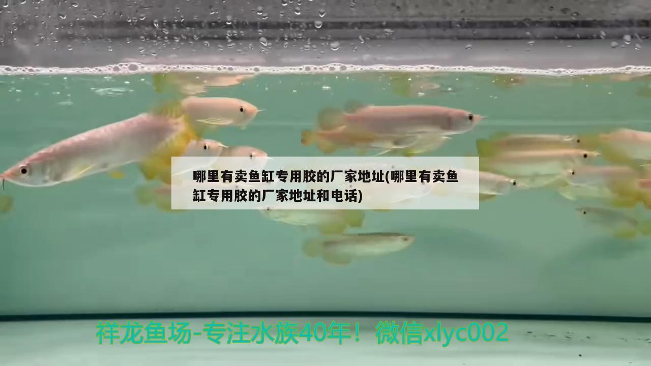 哪里有賣魚缸專用膠的廠家地址(哪里有賣魚缸專用膠的廠家地址和電話)