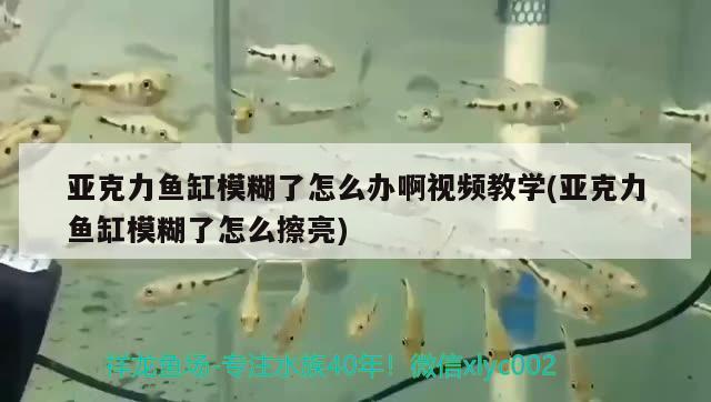 亞克力魚缸模糊了怎么辦啊視頻教學(xué)(亞克力魚缸模糊了怎么擦亮)