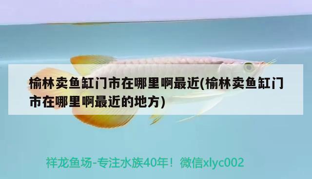 榆林賣(mài)魚(yú)缸門(mén)市在哪里啊最近(榆林賣(mài)魚(yú)缸門(mén)市在哪里啊最近的地方) 蝴蝶鯉魚(yú)苗