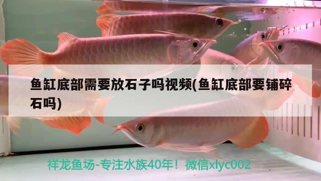 魚缸底部需要放石子嗎視頻(魚缸底部要鋪碎石嗎) 巨骨舌魚