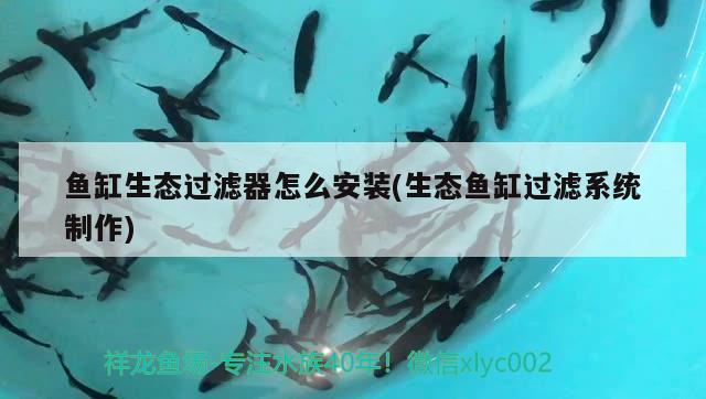 魚(yú)缸生態(tài)過(guò)濾器怎么安裝(生態(tài)魚(yú)缸過(guò)濾系統(tǒng)制作)