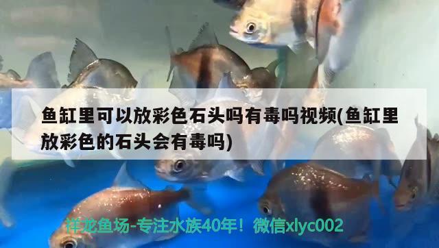 魚缸里可以放彩色石頭嗎有毒嗎視頻(魚缸里放彩色的石頭會(huì)有毒嗎) 白子銀龍苗（黃化銀龍苗）