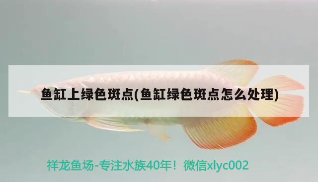 魚(yú)缸上綠色斑點(diǎn)(魚(yú)缸綠色斑點(diǎn)怎么處理)