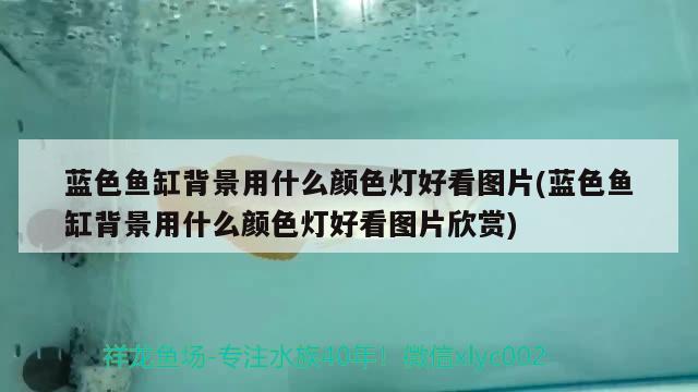 藍色魚缸背景用什么顏色燈好看圖片(藍色魚缸背景用什么顏色燈好看圖片欣賞) 龍魚芯片掃碼器