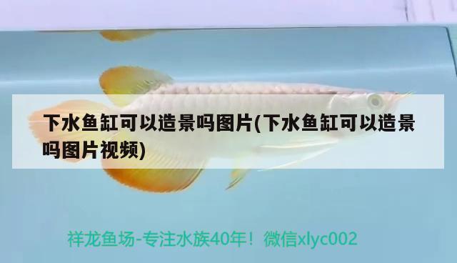 下水魚缸可以造景嗎圖片(下水魚缸可以造景嗎圖片視頻) 噴點菠蘿魚