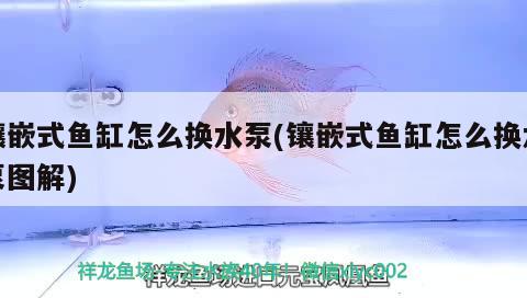 鑲嵌式魚缸怎么換水泵(鑲嵌式魚缸怎么換水泵圖解)