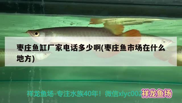 棗莊魚缸廠家電話多少啊(棗莊魚市場在什么地方)