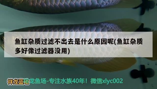 魚缸雜質(zhì)過(guò)濾不出去是什么原因呢(魚缸雜質(zhì)多好像過(guò)濾器沒(méi)用)