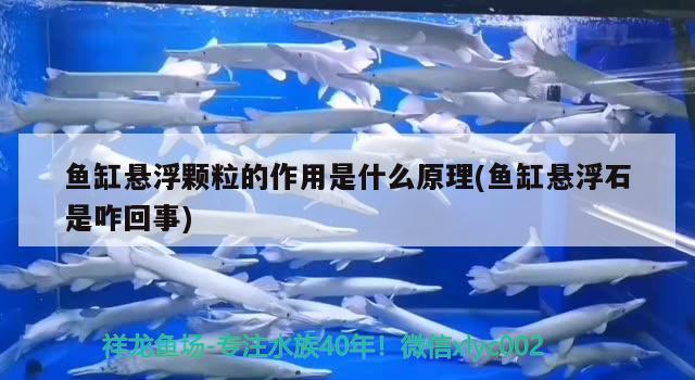 魚缸懸浮顆粒的作用是什么原理(魚缸懸浮石是咋回事)