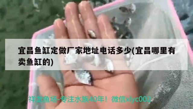 宜昌魚缸定做廠家地址電話多少(宜昌哪里有賣魚缸的)