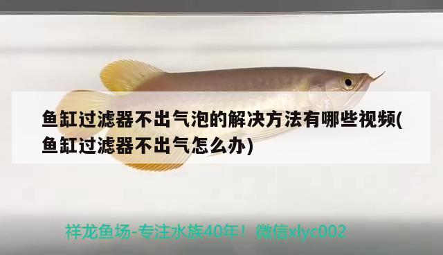 魚(yú)缸過(guò)濾器不出氣泡的解決方法有哪些視頻(魚(yú)缸過(guò)濾器不出氣怎么辦) 紅尾平克魚(yú)