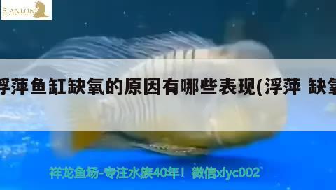 浮萍魚缸缺氧的原因有哪些表現(xiàn)(浮萍缺氧) 祥龍龍魚專用水族燈