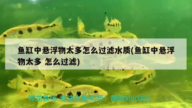 魚(yú)缸中懸浮物太多怎么過(guò)濾水質(zhì)(魚(yú)缸中懸浮物太多怎么過(guò)濾) 細(xì)線(xiàn)銀版魚(yú)