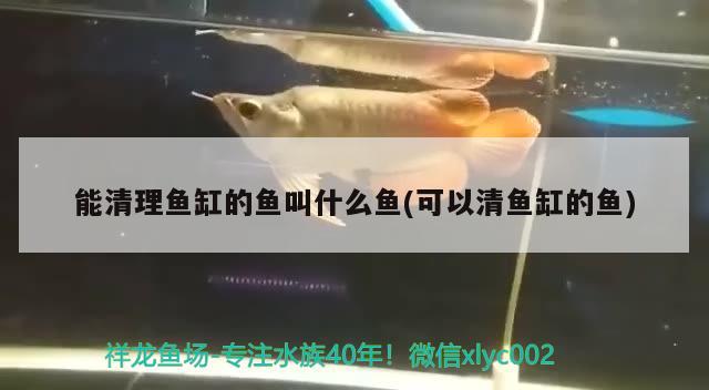 能清理魚缸的魚叫什么魚(可以清魚缸的魚) 檸檬鯽