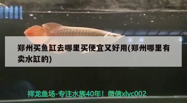 鄭州買魚(yú)缸去哪里買便宜又好用(鄭州哪里有賣水缸的) 赤焰中國(guó)虎魚(yú)