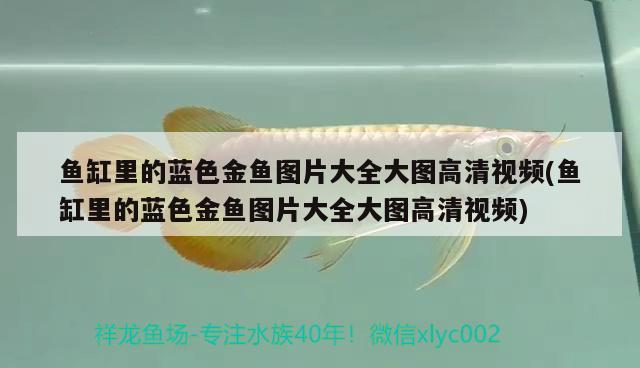 魚缸里的藍色金魚圖片大全大圖高清視頻(魚缸里的藍色金魚圖片大全大圖高清視頻) 超血紅龍魚