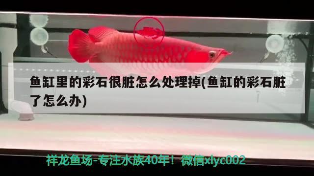 魚缸里的彩石很臟怎么處理掉(魚缸的彩石臟了怎么辦) 觀賞魚企業(yè)目錄