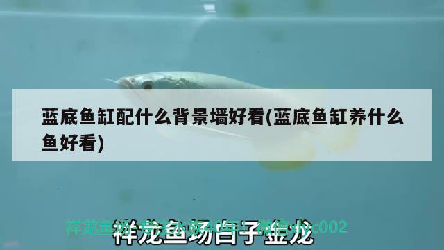 藍(lán)底魚(yú)缸配什么背景墻好看(藍(lán)底魚(yú)缸養(yǎng)什么魚(yú)好看)