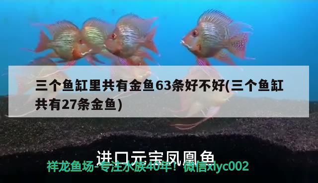 三個魚缸里共有金魚63條好不好(三個魚缸共有27條金魚) 魚缸等水族設(shè)備