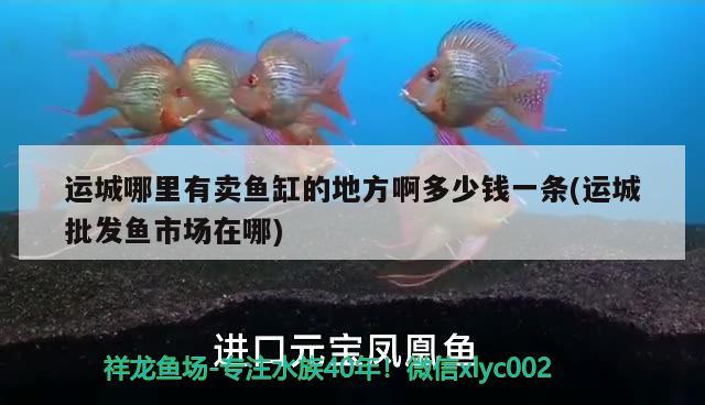 運城哪里有賣魚缸的地方啊多少錢一條(運城批發(fā)魚市場在哪) 高背金龍魚