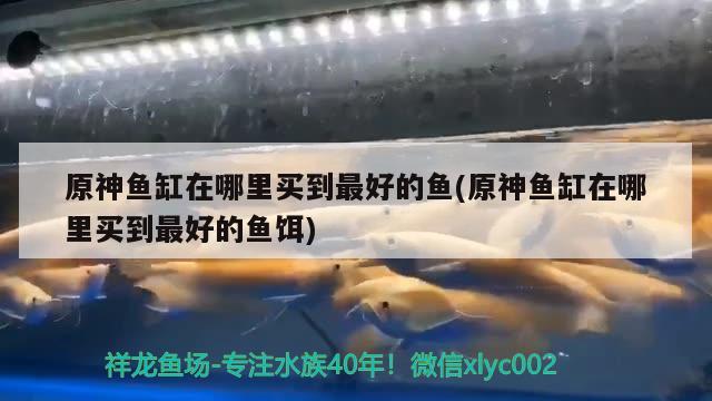 原神魚缸在哪里買到最好的魚(原神魚缸在哪里買到最好的魚餌) 魚缸水質(zhì)穩(wěn)定劑