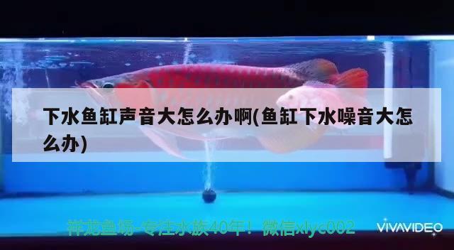 下水魚缸聲音大怎么辦啊(魚缸下水噪音大怎么辦) 圖騰金龍魚