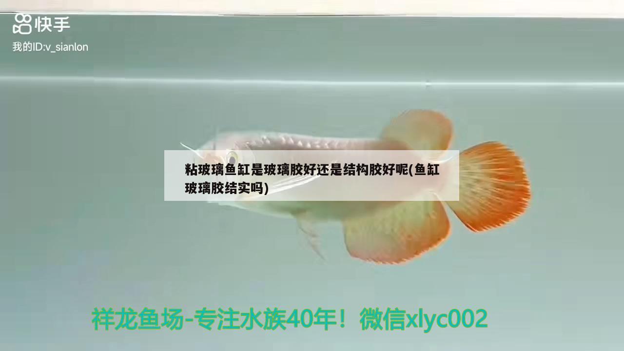 粘玻璃魚缸是玻璃膠好還是結(jié)構(gòu)膠好呢(魚缸玻璃膠結(jié)實(shí)嗎)