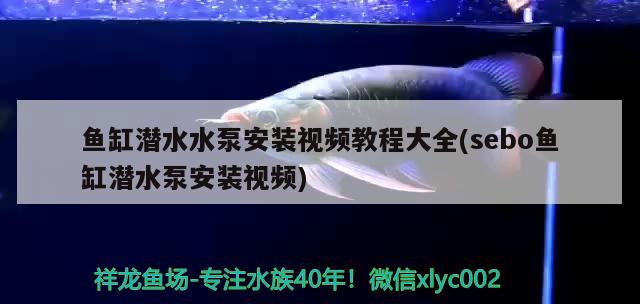 魚缸潛水水泵安裝視頻教程大全(sebo魚缸潛水泵安裝視頻) 玫瑰銀版魚