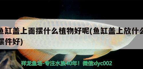 魚缸蓋上面擺什么植物好呢(魚缸蓋上放什么擺件好) 杰西卡恐龍魚