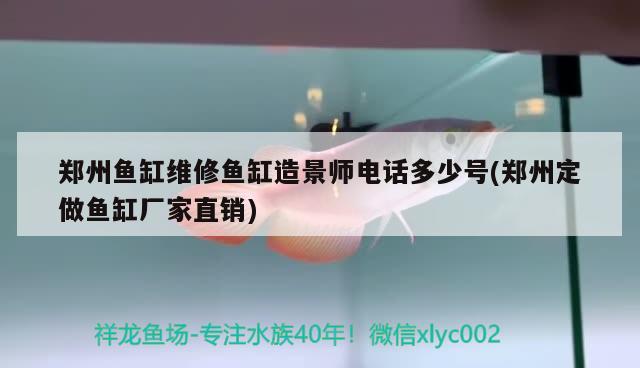 鄭州魚缸維修魚缸造景師電話多少號(鄭州定做魚缸廠家直銷) 朱巴利魚苗