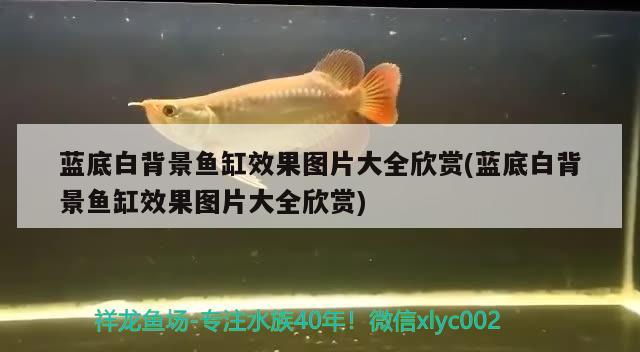 藍(lán)底白背景魚缸效果圖片大全欣賞(藍(lán)底白背景魚缸效果圖片大全欣賞) 狗仔（招財(cái)貓)魚苗