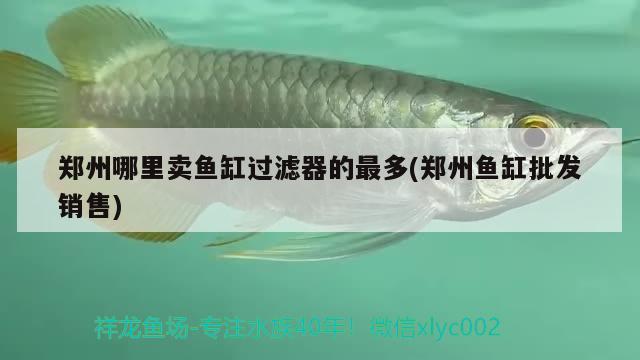 鄭州哪里賣魚缸過濾器的最多(鄭州魚缸批發(fā)銷售)