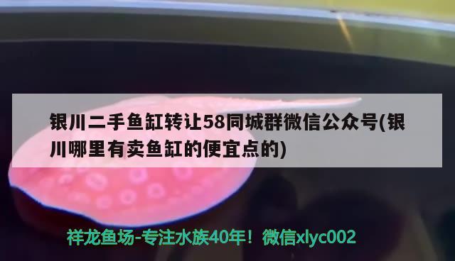 銀川二手魚缸轉讓58同城群微信公眾號(銀川哪里有賣魚缸的便宜點的) 虎魚魚苗