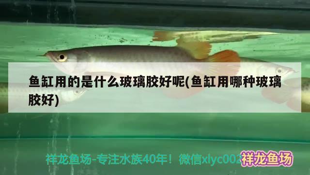 魚缸用的是什么玻璃膠好呢(魚缸用哪種玻璃膠好) 水族世界