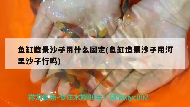 魚缸造景沙子用什么固定(魚缸造景沙子用河里沙子行嗎) 溫控設(shè)備