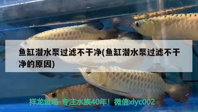 魚缸潛水泵過(guò)濾不干凈(魚缸潛水泵過(guò)濾不干凈的原因) 巨骨舌魚