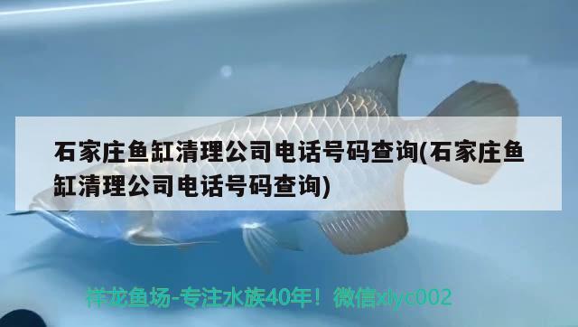 石家莊魚缸清理公司電話號(hào)碼查詢(石家莊魚缸清理公司電話號(hào)碼查詢) 野生埃及神仙魚