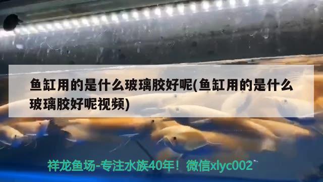 魚缸用的是什么玻璃膠好呢(魚缸用的是什么玻璃膠好呢視頻)