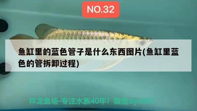 魚缸里的藍(lán)色管子是什么東西圖片(魚缸里藍(lán)色的管拆卸過(guò)程)