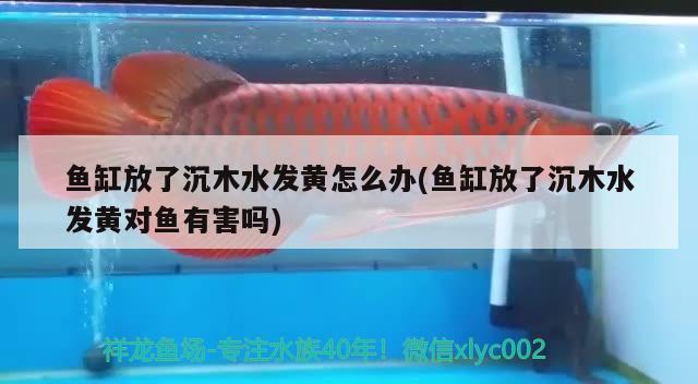 魚缸放了沉木水發(fā)黃怎么辦(魚缸放了沉木水發(fā)黃對魚有害嗎) 泰龐海鰱魚