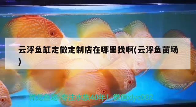 云浮魚缸定做定制店在哪里找啊(云浮魚苗場(chǎng)) 羽毛刀魚苗